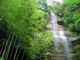 Southern Shu Bamboo Sea